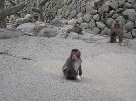 高崎山のニューアイドル